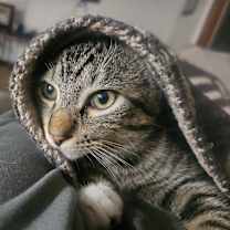 adopt-pet