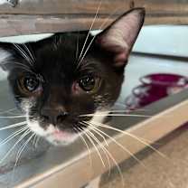 adopt-pet