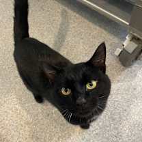 adopt-pet