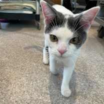 adopt-pet