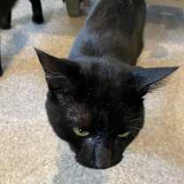 Thumbnail photo of Cosmo #4