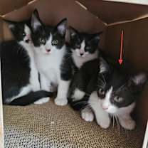 Thumbnail photo of Ahsoka #3