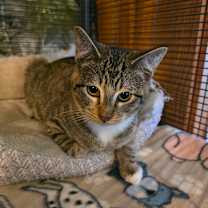 Thumbnail photo of Crab Ragoon #1