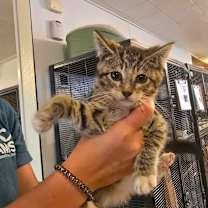 Thumbnail photo of Crab Ragoon #2