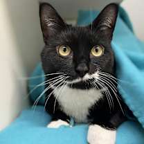 Thumbnail photo of Fender #3