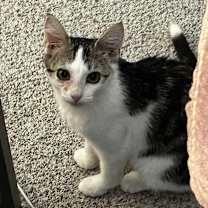 Thumbnail photo of Diamond #3