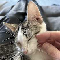 Thumbnail photo of Diamond #4