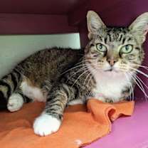 Thumbnail photo of Theodasia #3