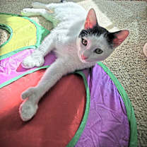 adopt-pet