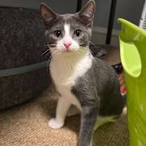adopt-pet