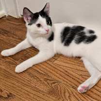 adopt-pet