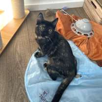 Thumbnail photo of Purrincess Leia #2