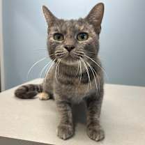 adopt-pet