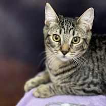 Thumbnail photo of Scorpio #1