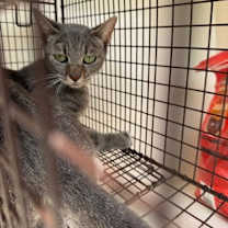 Thumbnail photo of MELANIE #2