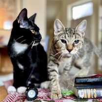 Thumbnail photo of Bon Bon #4