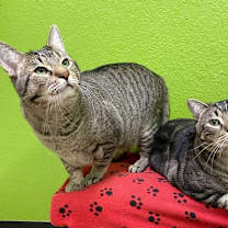 Thumbnail photo of Sparkie #3