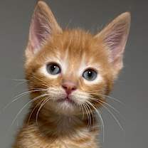 adopt-pet