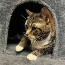 Thumbnail photo of Bizzie #3