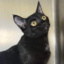 Thumbnail photo of Vallie #3