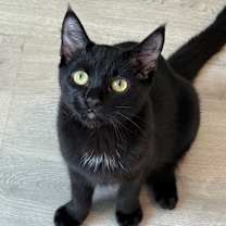 Thumbnail photo of Vallie #4