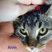 Thumbnail photo of Alvin #2