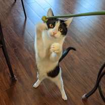 Thumbnail photo of TESS #1742 - Offered by Owner - Senior #3