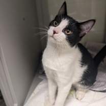 Thumbnail photo of Ross #1