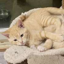 Thumbnail photo of (dg) Wren (pending) #3