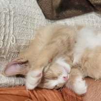 Thumbnail photo of (dg) Wren (pending) #4