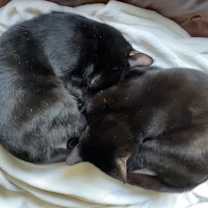 Thumbnail photo of Milo  #4