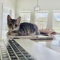 Thumbnail photo of Chip #3