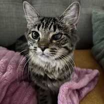 adopt-pet