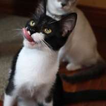 Thumbnail photo of Salsa #3