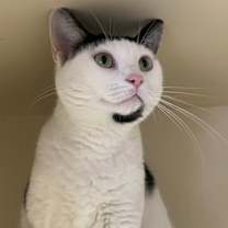 Thumbnail photo of Nova #3