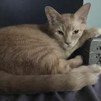 Thumbnail photo of Buddha #1