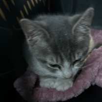 Thumbnail photo of Play-doh  #3