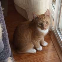 Thumbnail photo of Huey #1