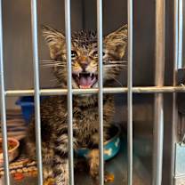 adopt-pet