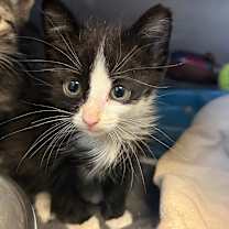 adopt-pet