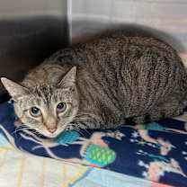 Thumbnail photo of Lily #2