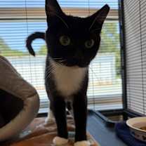 Thumbnail photo of Pressley  #2