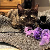 Thumbnail photo of Rayna - KITTEN in foster #2