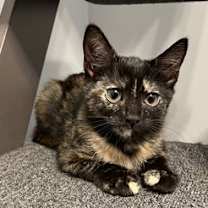 Thumbnail photo of Rayna - KITTEN in foster #3