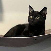 Thumbnail photo of Frances - KITTEN in foster #1