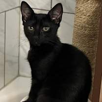 Thumbnail photo of Frances - KITTEN in foster #2