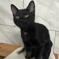 Thumbnail photo of Frances - KITTEN in foster #3