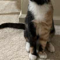 Thumbnail photo of Ginger KITTEN #2