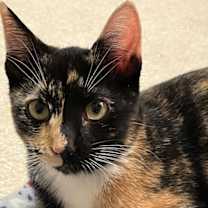 Thumbnail photo of Ginger KITTEN #3