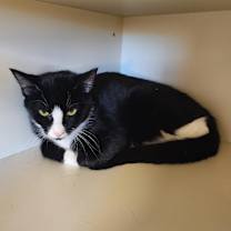 Thumbnail photo of Stella #1